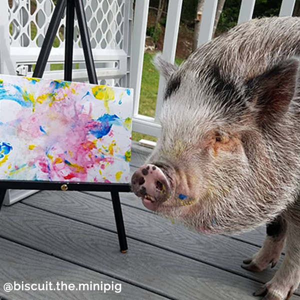 6 Piece Snoot Art Piggy Paint Kit