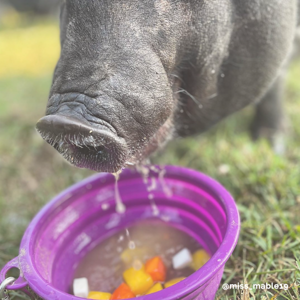 Collapsible Water Bowl