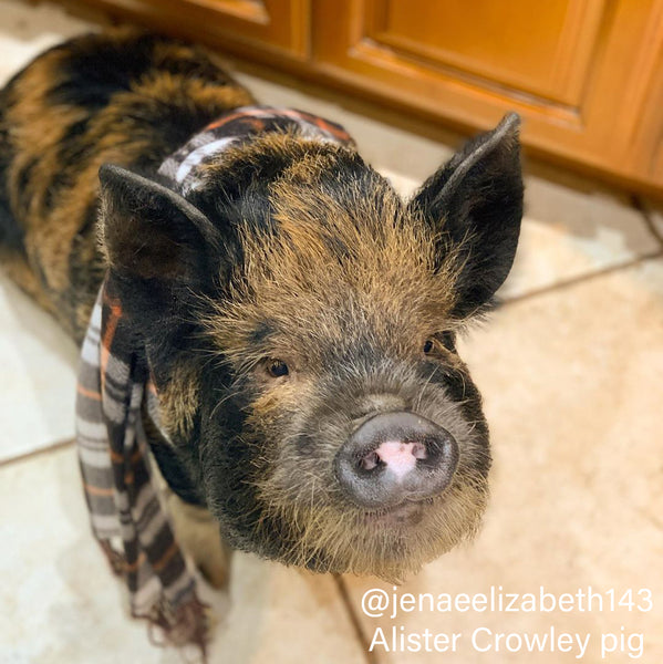 Piggy Plaid Scarf