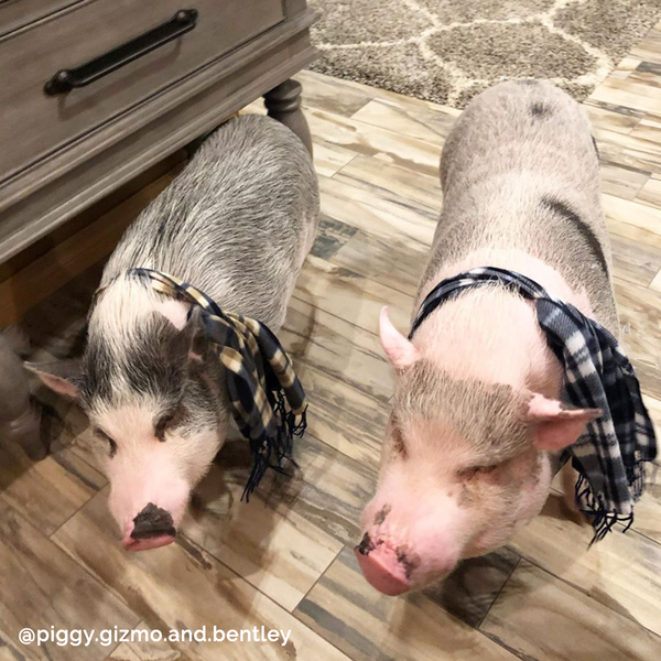 Piggy Plaid Scarf
