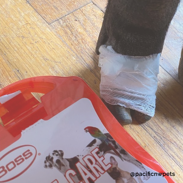 Piggy First Aid Kit