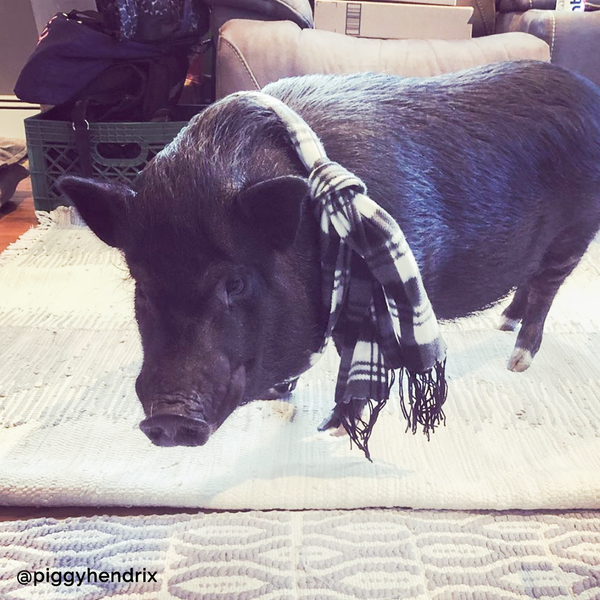 Piggy Plaid Scarf