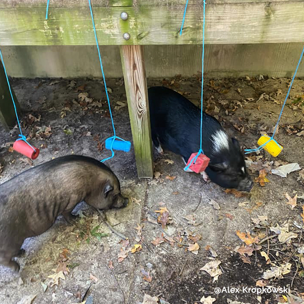 Rocket Treat Dispensing Pig Toy