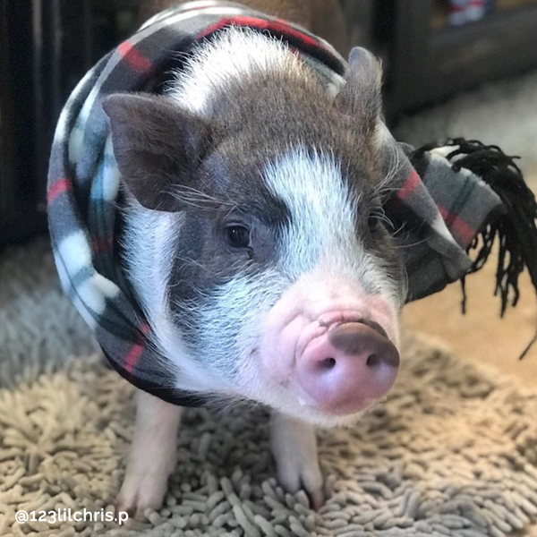 Piggy Plaid Scarf