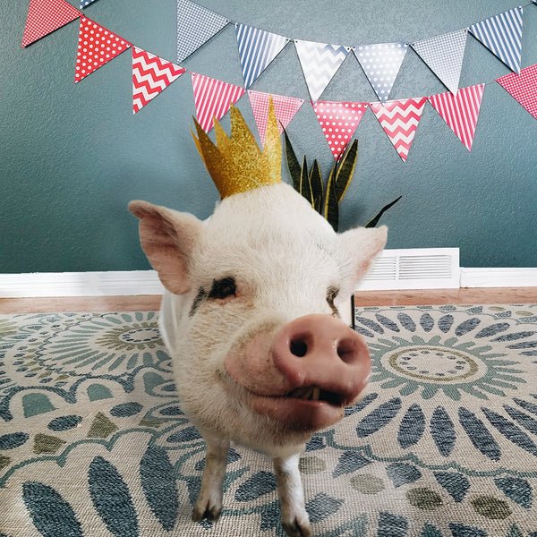 Piggy birthday