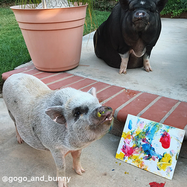 6 Piece Snoot Art Piggy Paint Kit