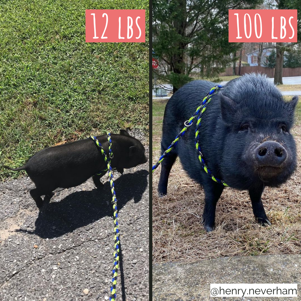 All In One Harness Leash For Pigs OinkBox