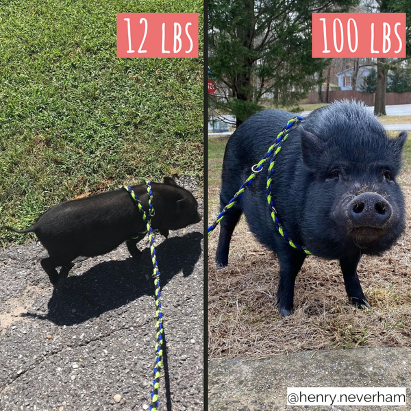 All In One Pig Harness & Leash | 10ft, 14ft